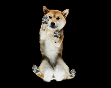 萌攝影《汪星人的肉球》看看狗狗們的蠢樣也超治癒