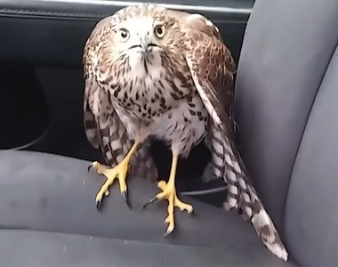 颶風受災戶《避難老鷹》天空之王也敵不過強烈颶風...