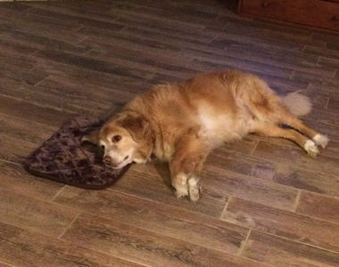 主人誤買了XS號小床　可愛的大黃金還是不嫌棄它...♥