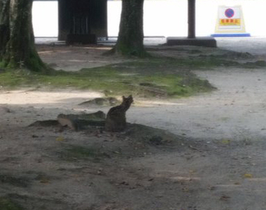 《路邊貓咪的真相》貓咪？塑膠袋？傻傻分不清楚啦～