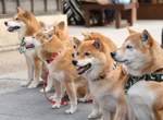 伊勢神宮《激萌❤柴犬大集合》你知道暖心的「祈福犬」由來嗎? 伊勢神宮《激萌❤柴犬大集合》你知道暖心的「祈福犬」由來嗎?