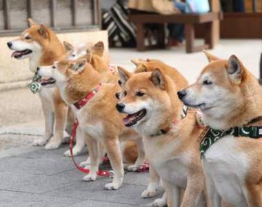 伊勢神宮《激萌❤柴犬大集合》你知道暖心的「祈福犬」由來嗎?