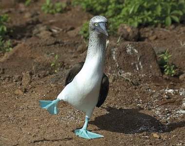 推特瘋傳《用藍色大腳丫跳舞的超可愛笨鳥》網友笑稱三次元可達鴨