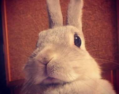 《兔子萌萌拍照法》只要簡單一個小動作就能完全展現兔兔的魅力