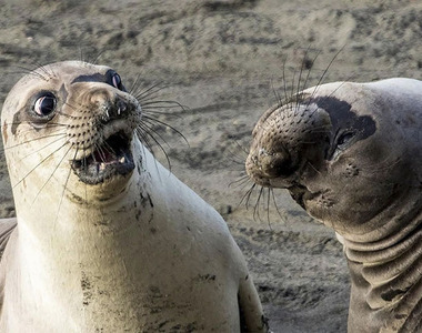 《搞笑野生動物攝影獎2017》優秀的野生搞笑大師都在這裡www