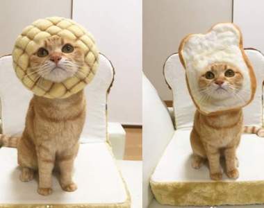 今天要波蘿還是牛奶吐司《可口食物貓》每天都給你最營養der早餐