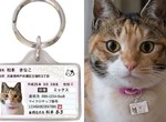 日本《貓咪身分證》做成項圈款就不怕走丟囉 日本《貓咪身分證》做成項圈款就不怕走丟囉