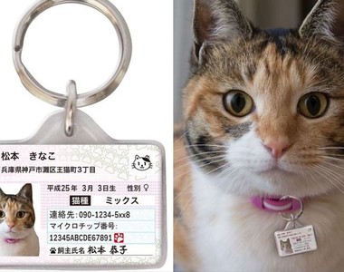 日本《貓咪身分證》做成項圈款就不怕走丟囉