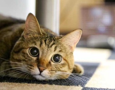 《家裡貓咪不見的首要作法》把貓咪最熟悉的味道擺出來就對了