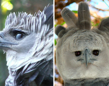 猛禽界霸主《角鵰》正面卻是超反差萌感十足（笑）