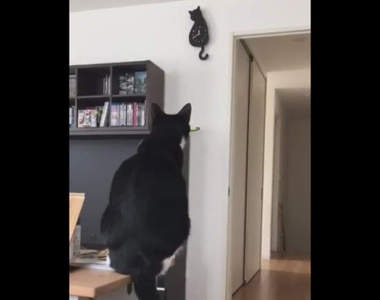 《同步掛鐘的黑貓》喵說牠也想幫主人報時 (ΦωΦ)