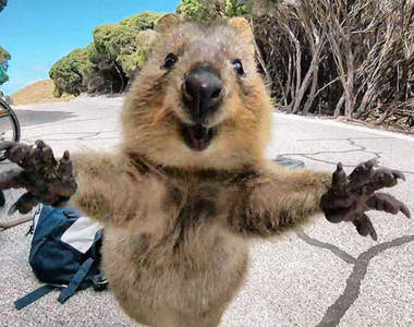 《飛撲而來的短尾矮袋鼠》自行車之旅的可愛小插曲♥