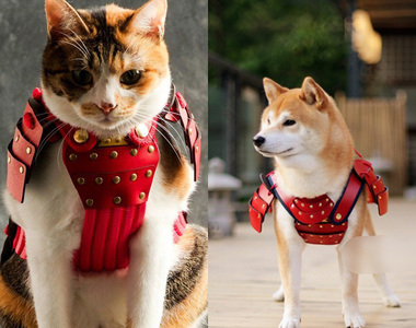 汪星人與喵星人也有武士魂《寵物武士盔甲》可愛與帥氣集結於一身 