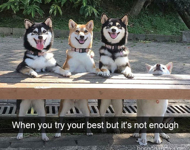 《汪星人治癒Snapchat》狗狗真是一種心思細膩的動物...？