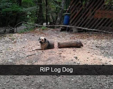 《爆笑狗狗Snapchat照》汪星人渾然天成的搞笑天分