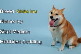 I Want You狗版《挑戰矇眼猜出狗狗品種》柴柴的毛摸著摸著就陷進去了