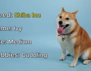 I Want You狗版《挑戰矇眼猜出狗狗品種》柴柴的毛摸著摸著就陷進去了