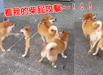 《柴柴的屁屁攻擊》這隻柴一定是偷偷看了競女對吧~ 《柴柴的屁屁攻擊》這隻柴一定是偷偷看了競女對吧~