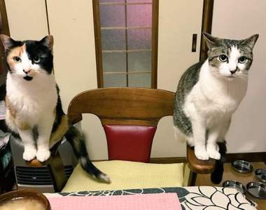 《日本寺廟住持與貓咪的早晨》療癒的早餐時光