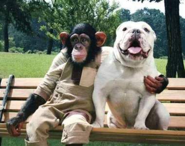 人氣節目《狗狗猩猩大冒險》復活★小龐女兒＆詹姆斯曾孫新搭擋