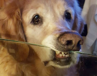 《試圖扭曲規矩的狗狗》根本只是拐個彎打破規矩而已（笑）