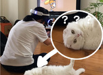 這是未來嗎?《貓咪收集 VR》喵星人:臭貓奴,不理我給我去玩虛擬的... 這是未來嗎?《貓咪收集 VR》喵星人:臭貓奴,不理我給我去玩虛擬的...