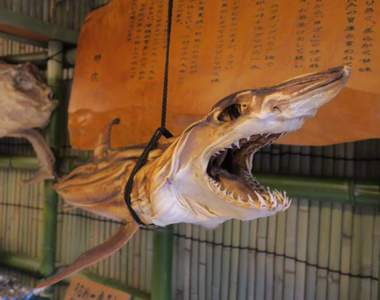 衝擊《大型魚魚乾店》完全超越魚乾規格的武器級干物ww