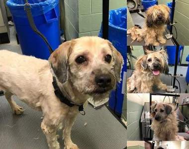 《毛小孩美容師》超有愛讓牠們一個個都煥然一新