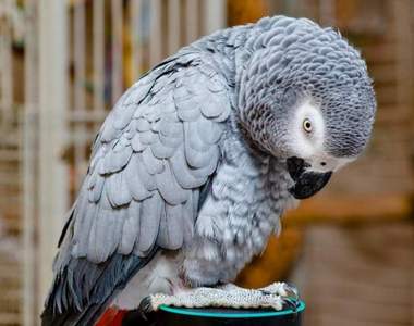 《因罵髒話被Fire的鸚鵡》火掉後回家狂買網拍發洩怒氣w