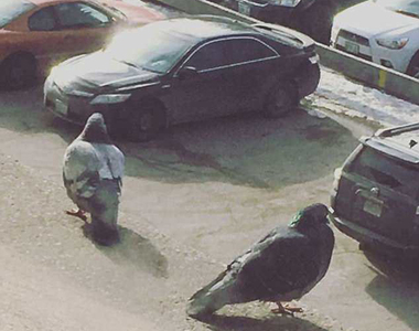 讓你忍不住看兩次《時機正好錯覺圖》你看得出哪裡不對嗎？