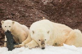 英國環保團體滿心期待到挪威拍攝《北極熊》結果竟是這種畫面.....
