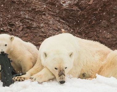 英國環保團體滿心期待到挪威拍攝《北極熊》結果竟是這種畫面.....