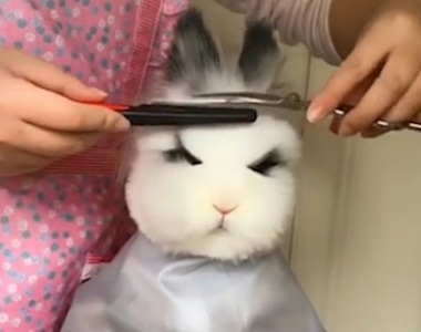 敲可愛《替兔子理髮》這麼乖 裡面真的沒有躲著一個人?