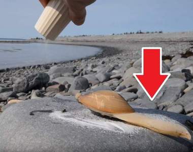 讓人難忘的「舌頭」《蛤蜊舔鹽》肥嫩的肉不是舌而是意想不到的...