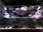 《捕獲野生大耳狗喜拿》京都水族館水槽裡竟然出現大量大耳狗棲息!? 《捕獲野生大耳狗喜拿》京都水族館水槽裡竟然出現大量大耳狗棲息!?