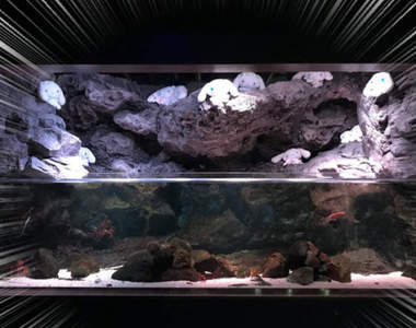 《捕獲野生大耳狗喜拿》京都水族館水槽裡竟然出現大量大耳狗棲息!?