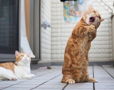 《貓的Snapchat》這些可愛喵喵們可以全部抱緊處理嗎?