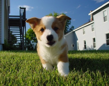 《韓國主人祭出百萬尋狗》結果竟然在鄰居朋友的胃裡找到(抖)