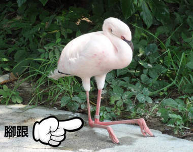 常被誤解的《動物腳構造》用人類比喻就能清楚看出腳踝的正確位置