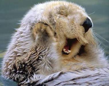 《7個海獺可愛的地方》真是萌到會讓人融化的可愛動物壓(●♡∀♡)