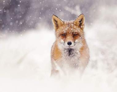 荷蘭攝影師捕捉夢幻的《雪中狐狸照》僅此一瞬間的畫面成為永恆經典