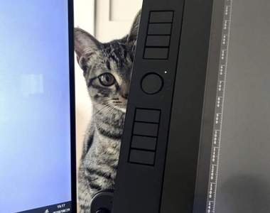 《跟貓一起上班》的理想與現實 一張圖打壞貓奴們所有幻想...(。-∀-)