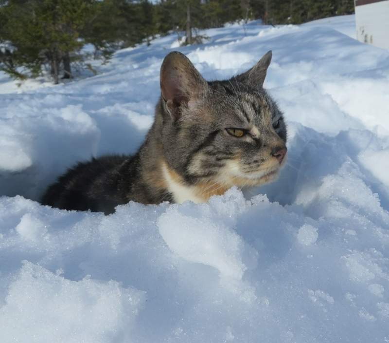 百看不膩 雪地裡的貓 對於初次見雪的貓咪來說彷彿看到新世界w