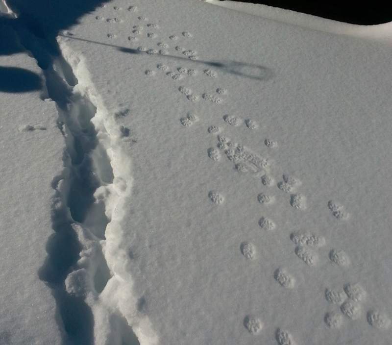百看不膩 雪地裡的貓 對於初次見雪的貓咪來說彷彿看到新世界w