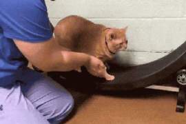 減肥不分貓狗《16公斤的貓咪減肥記》十隻橘貓九隻胖依然是鐵証