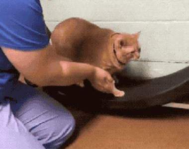 減肥不分貓狗《16公斤的貓咪減肥記》十隻橘貓九隻胖依然是鐵証