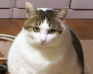 《胖貓傳說》當貓胖到一個程度就會像貓以外的生物？