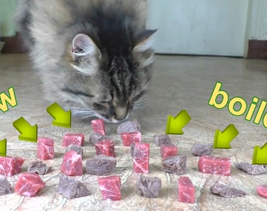 趣味實驗《貓咪喜歡吃生肉還是熟肉》不同的食物喜歡的好像也不太一樣呢