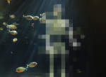 日本《水族館飼育員失蹤事件》最後竟然在食人魚水槽中被發現...(⊙_⊙) 日本《水族館飼育員失蹤事件》最後竟然在食人魚水槽中被發現...(⊙_⊙)