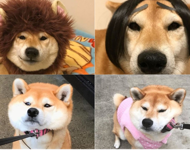 被主人捉弄也ㄧ派正經的《柴犬小妞Marron》長大了 傲嬌的要命呢